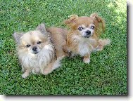 Chihuahua
