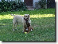 Labrador retriever \(Dog standard\)