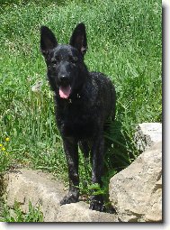 Dutch shepherd dog \(Dog standard\)