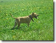 American staffordshire terrier \(Dog standard\)