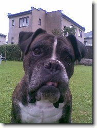 Deutscher Boxer