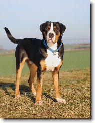 Great swiss mountain dog \(Dog standard\)