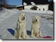 Slovakian chuvach \(Dog standard\)