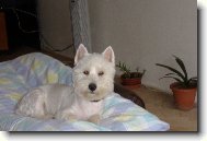 West highland white terrier \\\\\(Dog standard\\\\\)