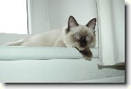 Ragdoll \(Cat\)