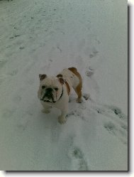 English Bulldog \(Dog standard\)