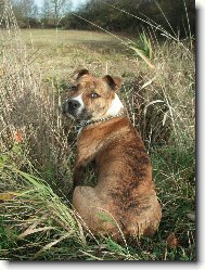 American Staffordshire Terrier