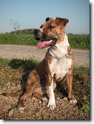 American Staffordshire Terrier