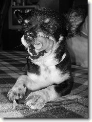 Chihuahua