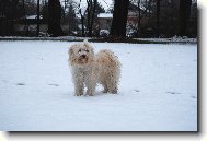 Tibetan Terrier