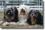 Tibetan terrier \(Dog standard\)