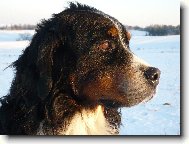 Berner Sennenhund