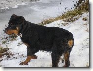 Rottweiler