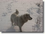 Tatra shepherd dog \(Dog standard\)