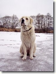 Central asia shepherd dog \(Dog standard\)