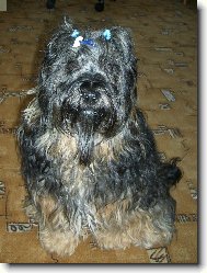 Tibetan terrier \(Dog standard\)