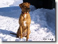 Tosa Inu, Japanese Fighting Dog