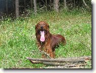 Irish red setter \(Dog standard\)