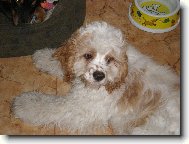 American Cocker Spaniel