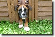 Deutscher boxer \(Dog standard\)