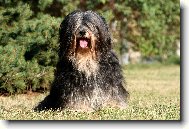 Tibetan terrier \(Dog standard\)