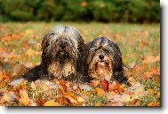 Tibetan terrier \(Dog standard\)