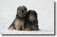 Tibetan terrier \(Dog standard\)