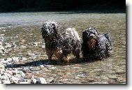 Tibetan terrier \(Dog standard\)