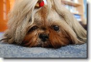 icu, Shih-Tzu