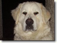 Slovakian chuvach \(Dog standard\)