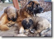 Leonberger