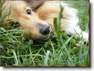 Shetland sheepdog \(Dog standard\)