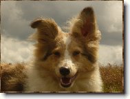 Shetland Sheepdog