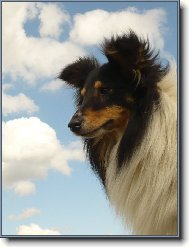 Shetland sheepdog \(Dog standard\)