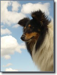 Shetland Sheepdog