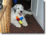 South russian shepherd dog \(Dog standard\)