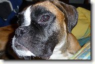 Deutscher boxer \(Dog standard\)