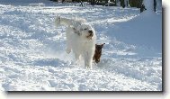 South russian shepherd dog \(Dog standard\)