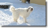 South russian shepherd dog \(Dog standard\)