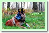 Chien%20de%20Berger%20Belge%20-%20Malinois