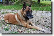 Chien%20de%20Berger%20Belge%20-%20Malinois