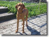 Rvidszr Magyar Vizsla, Hungarian Short-haired Pointing Dog