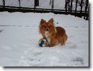 Chihuahua