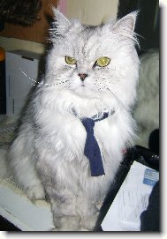 Persian cat