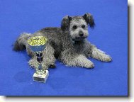 Pumi \(Dog standard\)