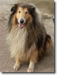 Collie Rough