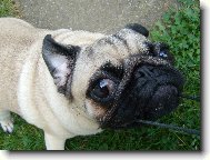 Pug