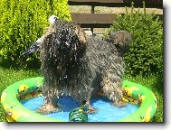 Tibetan terrier \(Dog standard\)