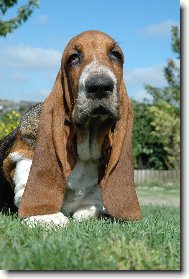 Basset hound \(Dog standard\)