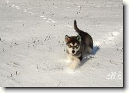 Alaskan Malamute